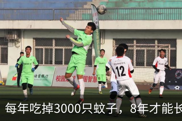 每年吃掉3000只蚊子，8年才能长大，却被人类作为美食大量捕捉